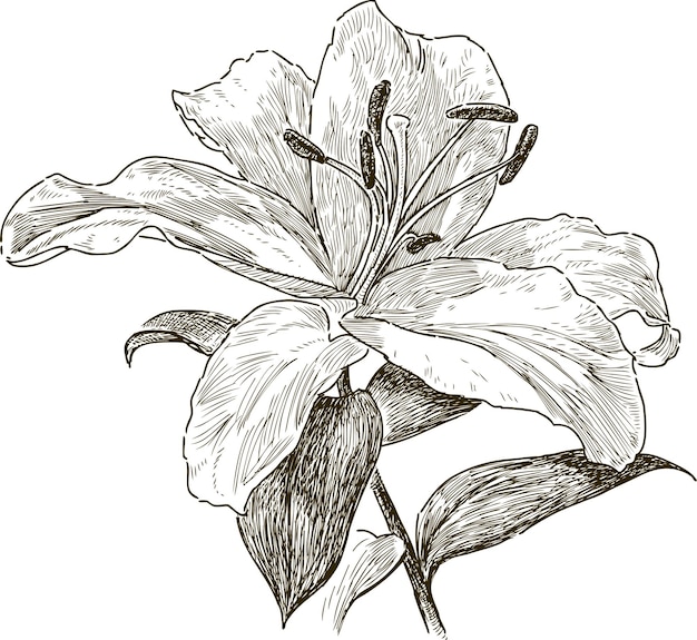 Skizze der großen weißen lilie