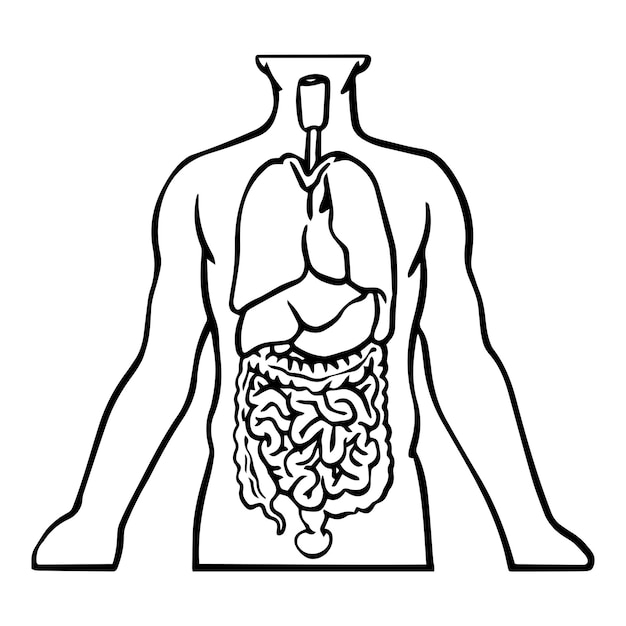 Skizze der menschlichen inneren organe, vektorgrafik auf weißem hintergrund. menschlicher körper