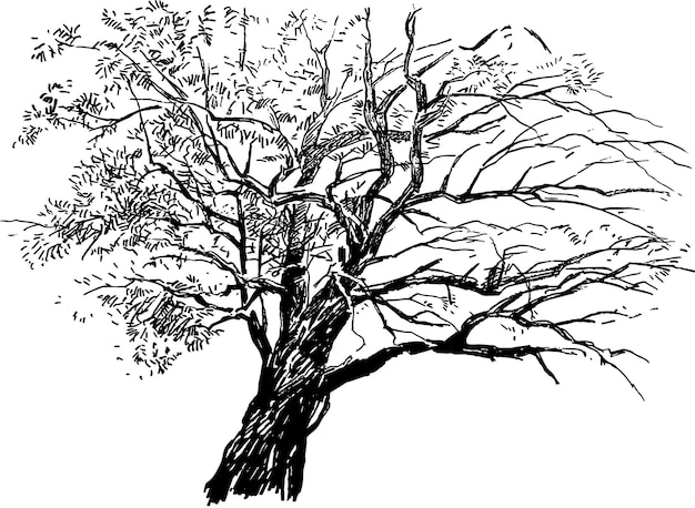 Skizze der silhouette alter kahler laubbaum im herbstpark