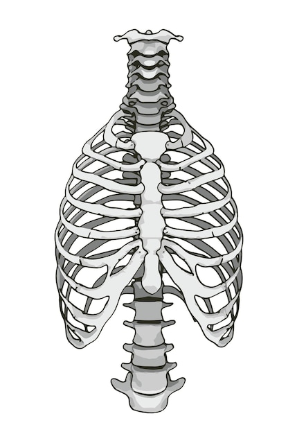 Vektor skizze des skeletts der brust auf einem weißen hintergrundvektor