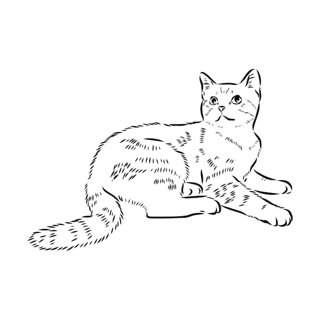 Skizze einer amerikanischen Kurzhaar-Katze Vektorskizze