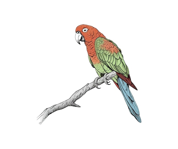 Vektor skizze eines papageien auf einem zweig in farbe vektor-illustrationsdesign