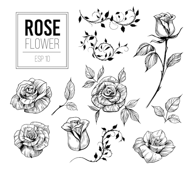 Skizze rose reihe von illustrationen vektor-cliparts