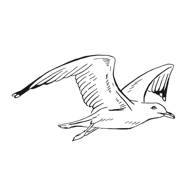 Skizze von fliegenden Möwen Handgezeichnete Illustration konvertiert in Vektor-Line-Art-Stil isoliert auf weißem Hintergrund