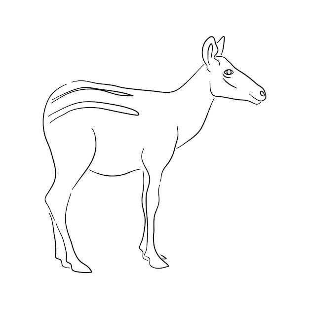 Vektor skizzenzeichnung eines okapi isoliert auf weißem hintergrund. vektorillustration