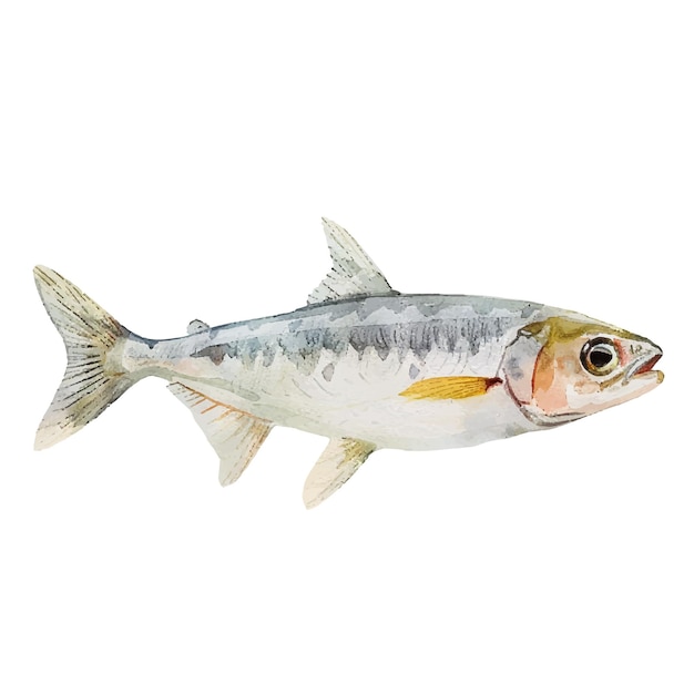 Smeltfisch-Vektor-Illustration im Aquarell-Stil