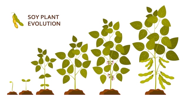 Soja-pflanzen-evolution mit blättern, blüten und schoten.