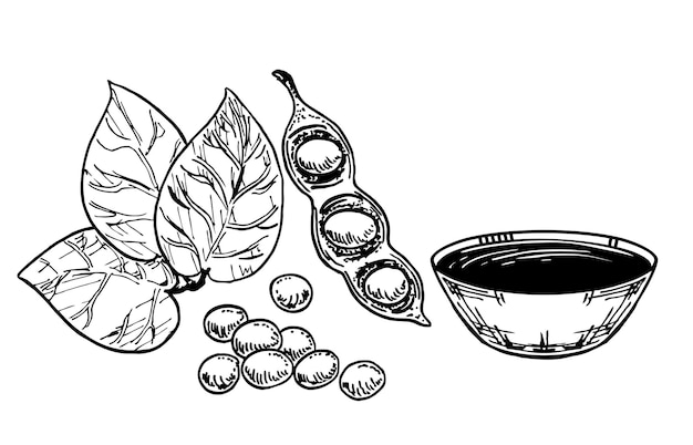 Sojasauce, Soja und Sojabohnen. Skizzieren Sie Lebensmittelzeichnung isoliert auf weißem Hintergrund. Sushi-Gewürz isoliert auf weißem Hintergrund. Asiatisches Gewürz. Vektordesignillustration