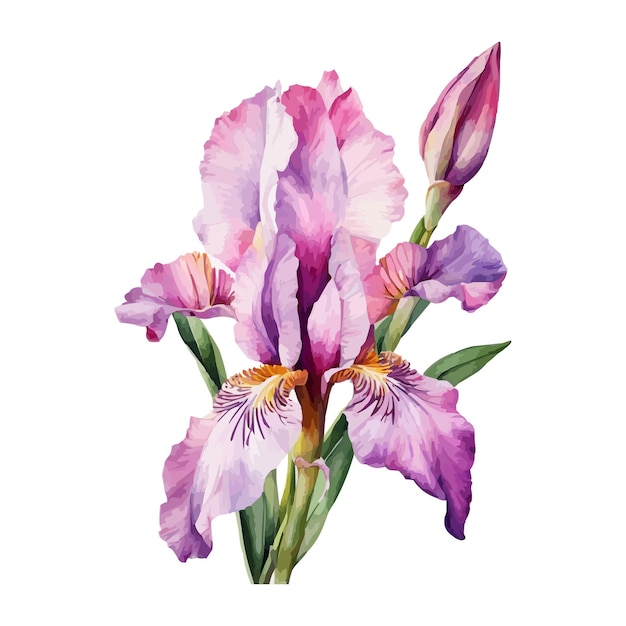 Sommergarten-Irisblumen Aquarell-Vektorillustration