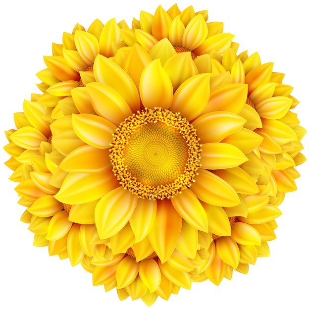 Sonnenblume lokalisiert auf weißem Hintergrund.