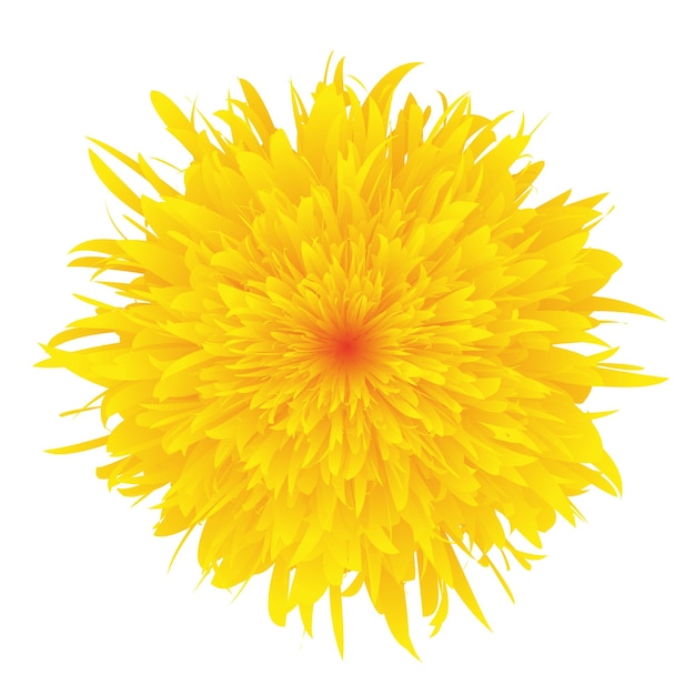 Sonnenblume