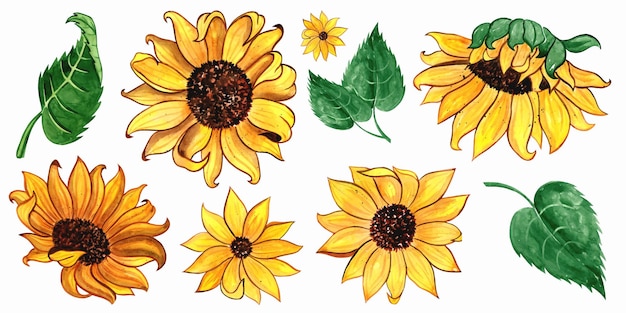 Sonnenblumen-Clipart-Aquarell-Illustration Gelbe Sommerblumen