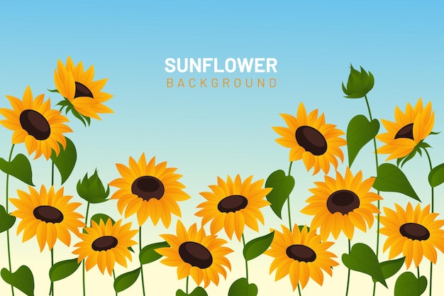 Sonnenblumen-hintergrund mit farbverlauf