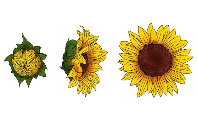 Sonnenblumen-Illustrationsset