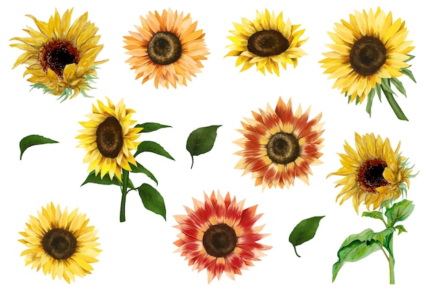 Sonnenblumen und Blätter Clipart handgezeichnete isolierte Illustration auf weißem Hintergrund