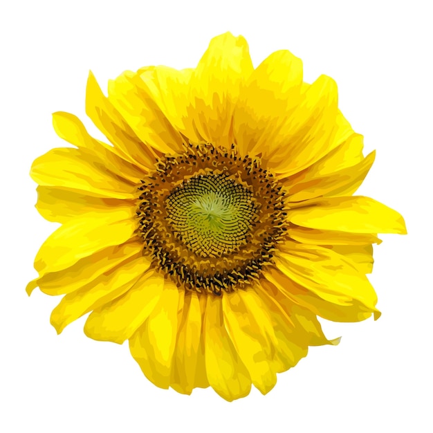 Sonnenblumenblütenbild Niedliche helle Sonnenblume auf weißem Hintergrund Vektorillustration