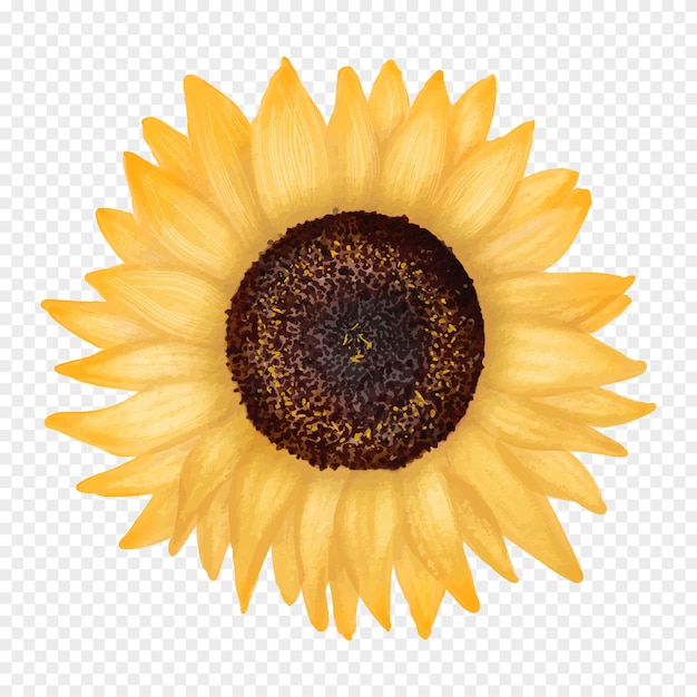 Sonnenblumenblume realistische Vektorillustration