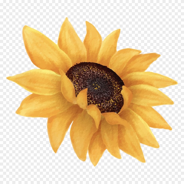 Sonnenblumenblume realistische Vektorillustration