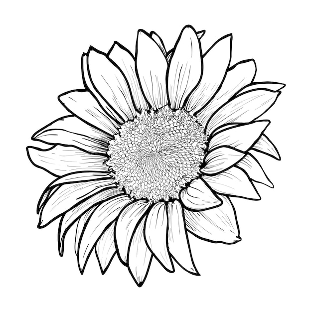 Vektor sonnenblumenhand gezeichnet. blühende blume nahaufnahme tinte stift skizze. schwarzweiss-zeichnung der blütenkontur. blumenelement, botanisches gravurgestaltungselement - vektorillustration