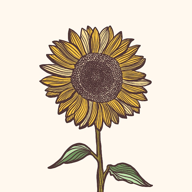 Sonnenblumenillustration mit handgezeichnetem stil