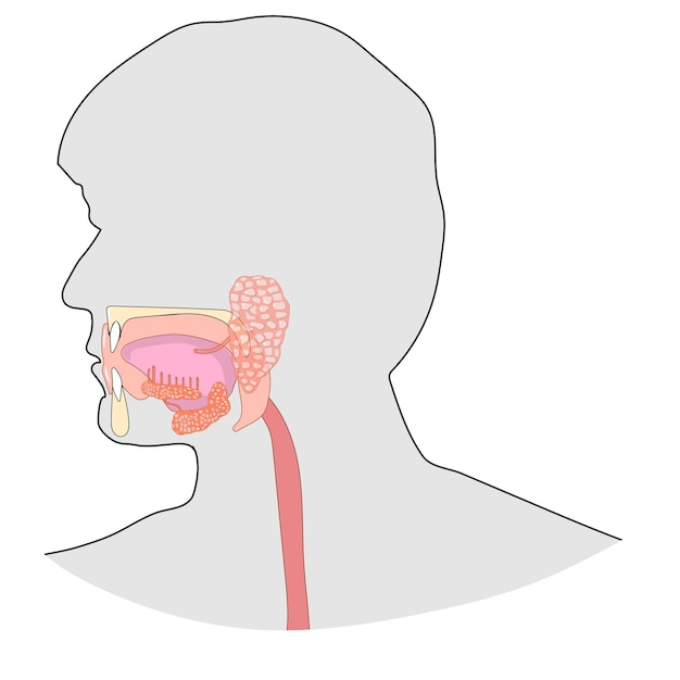 Vektor speicheldrüsen und mundhöhle