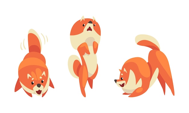 Spielerischer Shiba-Inu oder Akita-Hund als japanischer Hund mit Stichohren-Vektor-Set