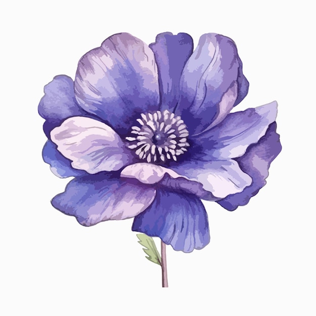 Vektor spieliges aquarellbild, das die launen einer anemonenblume darstellt