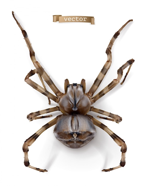 Spinne, realistischer Vektor hoher Qualität