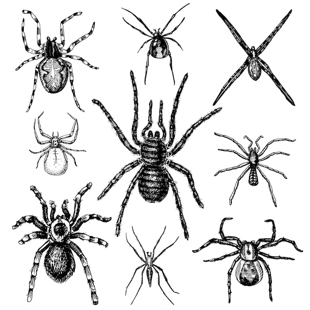 Spinnen- oder Spinnentierarten die gefährlichsten Insekten der Welt alter Jahrgang für Halloween oder Phobien Design handgezeichnet graviert kann für Tattoo Web und Gift Black Widow Tarantula Birdeater verwendet werden