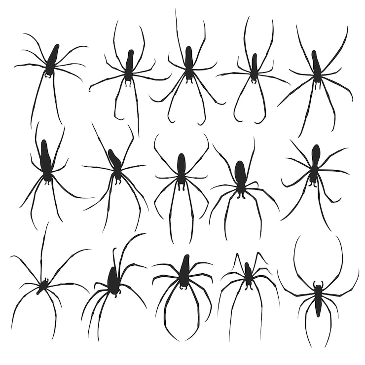 Vektor spinnen-silhouette-illustration spinnenvektor auf weißem hintergrund