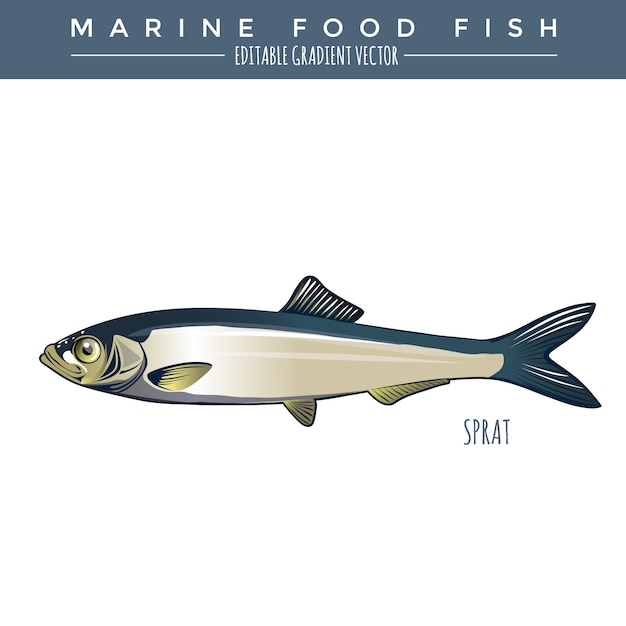 Sprotte. Marine Food Fisch
