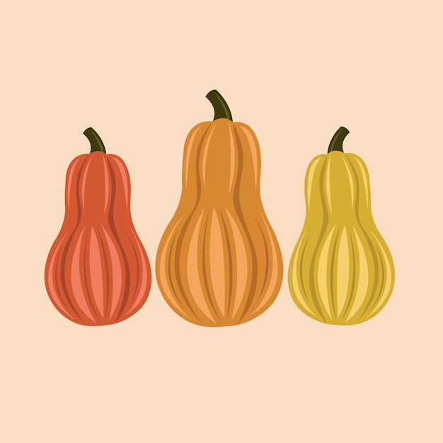 Squash-kürbis-illustration