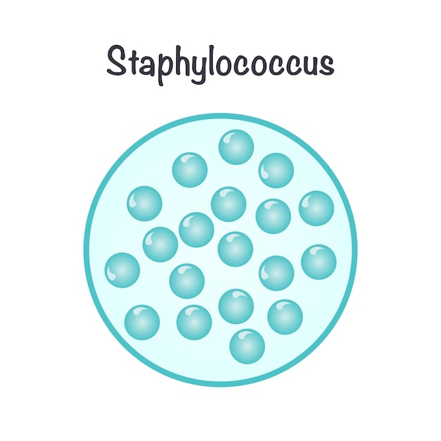 Vektor staphylococcus-bakterienvektor-illustrationsgraphik