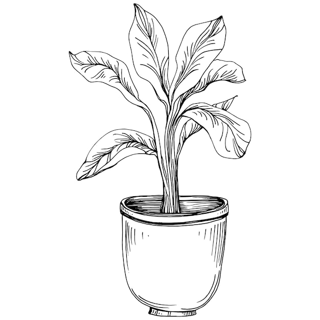Startseite pflanze in töpfen skizze. umrisszeichnung isolierte darstellung von wachsenden blumen in einer hängenden pflanze für die innen- oder bürodekoration. von gartenblumen.