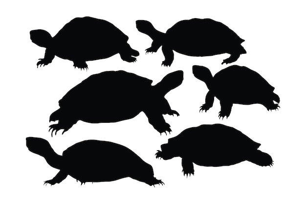 Stehende Silhouetten wilder Schildkröten auf weißem Hintergrund Meerestiere und Reptilien, die in verschiedenen Positionen gehen Schildkröten-Ganzkörpersilhouetten-Sammlung Wildschildkröten-Silhouettenbündel