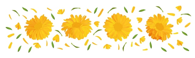 Stellen sie ringelblumenblume mit grünem blatt ein. 3d realistische calendula in bewegung isoliert auf weißem hintergrund. sommerblume aus nächster nähe. vektor-illustration.