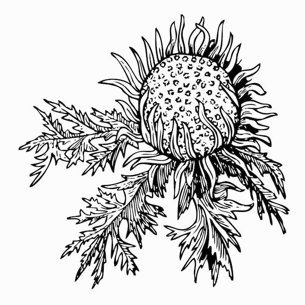 Stengelloser ackerlauch (carlina acaulis)