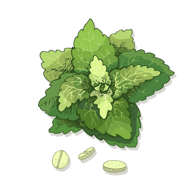 Vektor stevia-blätter und tablette. vektor-farbweinlese-schraffurillustration lokalisiert auf einem weißen hintergrund.