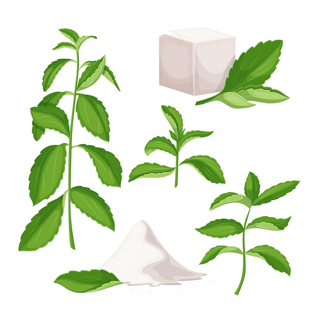 Vektor stevia-diät gesunder satz cartoon-vektor-illustration