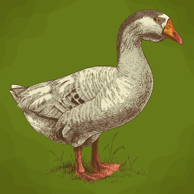 Vektor stichillustration der großen gans