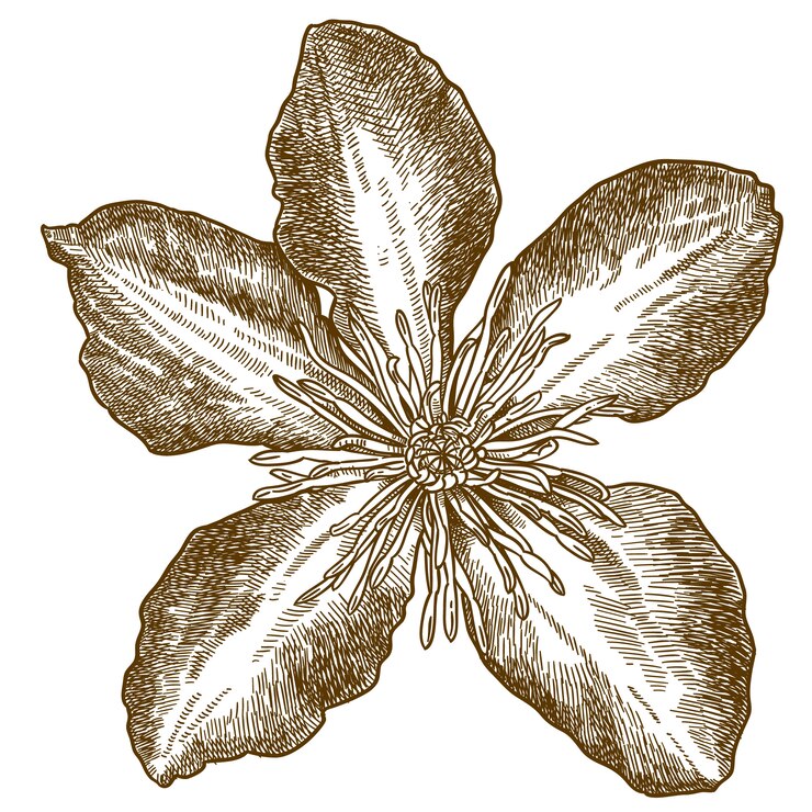 Vektor stichillustration der klematisblume
