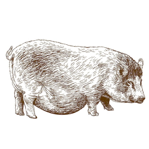 Stichillustration des schweins