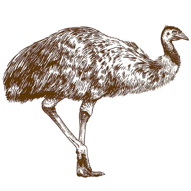 Vektor stichzeichnungsillustration des straußes emu