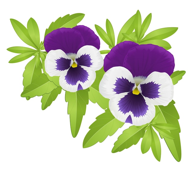 Vektor stiefmütterchen-blumenelement mit violetten stiefmütterchen