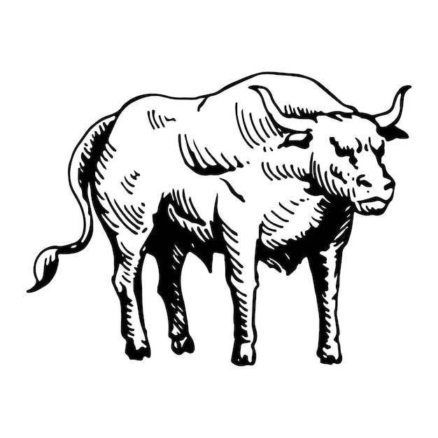 Stier-abbildung handzeichnung skizze stier-symbol