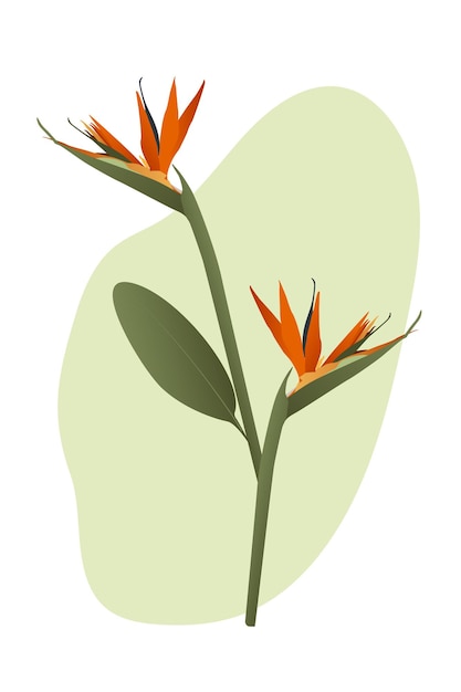 Vektor strelitzia-paradiesvogel-vektorillustration