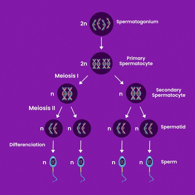 Struktur der spermatogenese, prozess der zellteilung. männliche fortpflanzungssystem.