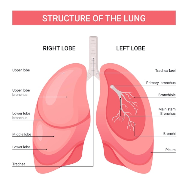 Struktur des lungendiagramms, medizinische illustration