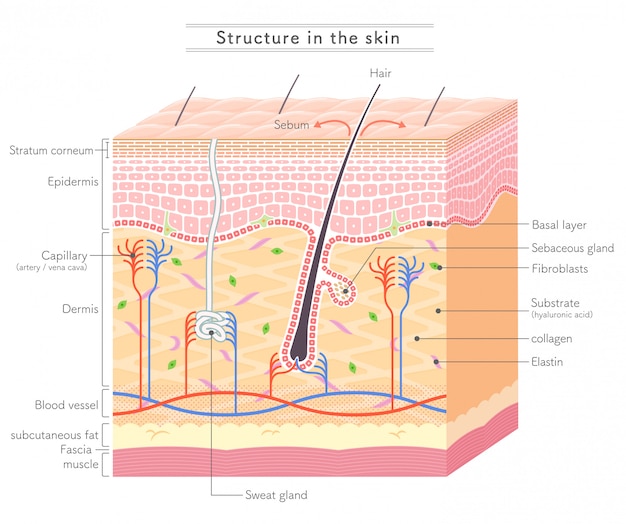 Vektor struktur in der skin_english-notation