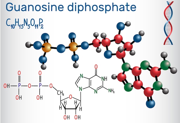 Strukturchemische Formel und Molekülmodell für das GDP-Molekül von Guanosindiphosphat